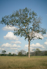 cattle farm in the cerrado of brazil