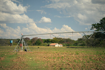 cattle farm in the cerrado of brazil