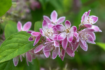 Beautiful pink flowers blooming in a garden