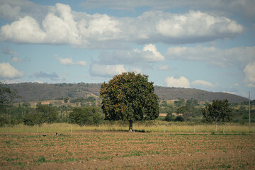 cattle farm in the cerrado of brazil
