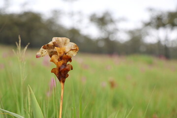 Withered siam Tulip (Curcuma alismatifolia) from rain and sunlight. Dried flowers amidst field of...