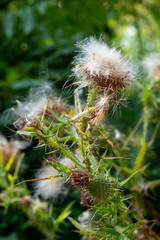 close up of a wild thistle plant with fluffy seed heads with blurred background
