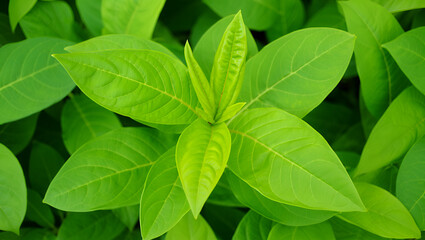 Fototapeta premium close up of fresh green leaves of a plant