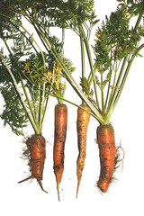 Funny odd shaped home grown carrots on white background