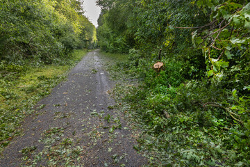 Path covered in fallen branches after a storm