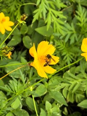 Honeybee on a yellow cosmos flower collecting pollen.