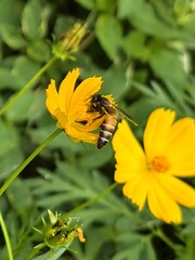 A bee pollinating a yellow cosmos flower in a garden.