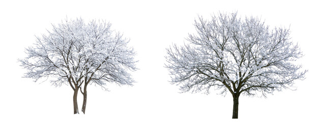 Set Of Bare Winter Tree with Snow on Branches, Isolated