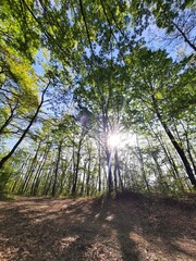 Fototapeta premium Sole tra gli alberi nel bosco