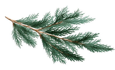 Obraz premium PNG Evergreen branch illustration transparent background.