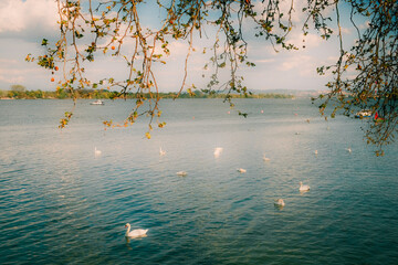Swans swimming in a calm lake under tree branches on a sunny spring day
