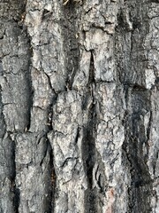Korą starego drzewa.