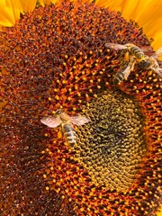 Pszczoły na słoneczniku, polska wieś © Maciej G. Szling