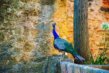 Lisbon, Portugal - July 7 2025: The peacock in the Castelo de St. Jorge in the sunset light in...