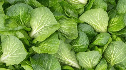 A vibrant green cabbage rests at the center of rich green leaves, showcasing its freshness and healthy growth in a thriving garden setting