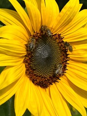 Słoneczki, polska wieś