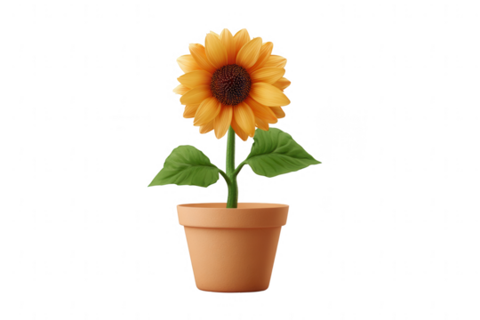 a sunflower in a flower pot, isolated on a white background, png, transparent
