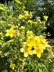 Polne kwiaty, polska wieś  © Maciej G. Szling