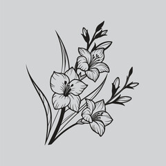 Gladiolus Black and White Botanical Lily