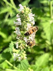 Pszczoła na kwiatach, polska wieś.