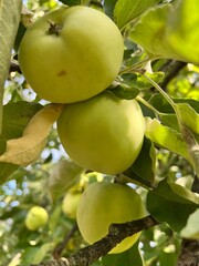 Polska stara odmiana drzewa papierówki, polska wieś.