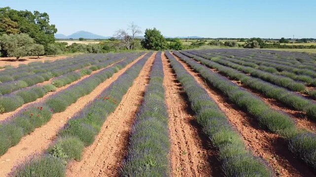 Aerial drone view flying over vibrant lavender fields under a clear blue sky. Lavender and travel idea. Nature and holiday concept.
