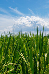 実った稲穂と青空と白い雲