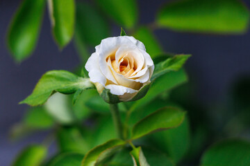 ガーデニングで咲き始めた白いバラ