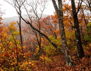 Autumn forest scene in a misty mountain
