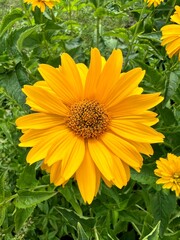 Polne żółte kwiaty, polska wieś © Maciej G. Szling