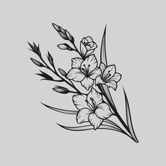 Gladiolus Botanical Lily Plant Illustration