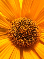 Polne żółte kwiaty, polska wieś © Maciej G. Szling