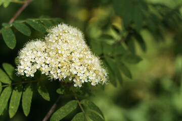 White Rowan (sorbus aucuparia) flowers in close up