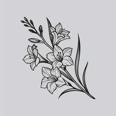Gladiolus Elegant Lily Floral Sketch