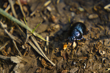 Dor beetle on forest ground close-up