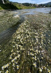Rzeka Poprad kwitnąca roślina wodna 
