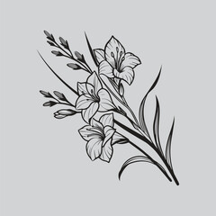 Gladiolus Lily Flower Engraving Style