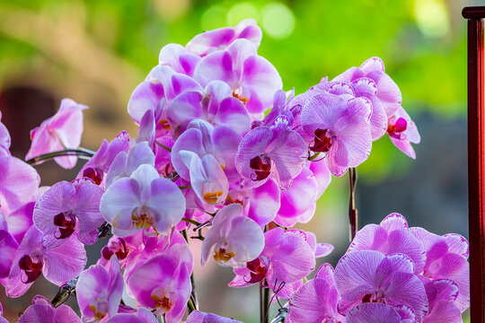 The orchid flowers are placed in front of the main hall at Lungshan Temple in Taipei&rsquo;s Wanhua District (Monga), where they are enshrined with offerings.
