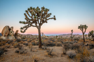 Joshua Tree National Park Desert Landscape at Sunrise