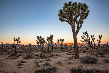 Joshua Tree National Park Desert Landscape at Sunrise