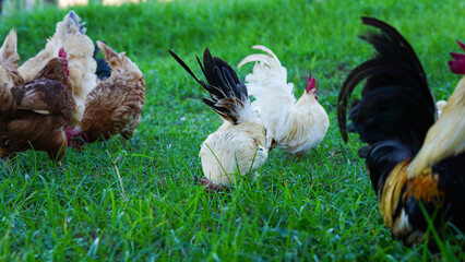 Beautiful colorful chickens are walking in the grass.