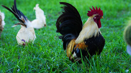 Beautiful colorful chickens are walking in the grass.