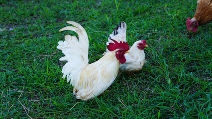 Beautiful colorful chickens are walking in the grass.