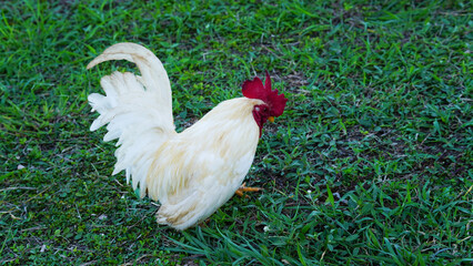Beautiful colorful chickens are walking in the grass.