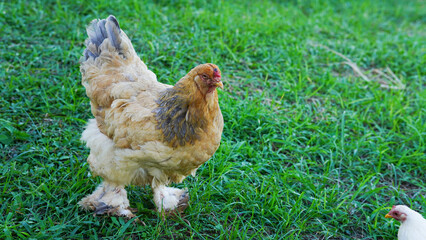 Beautiful colorful chickens are walking in the grass.