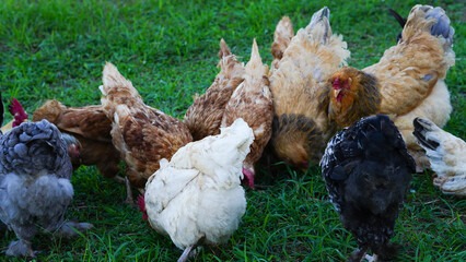 Beautiful colorful chickens are walking in the grass.