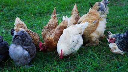 Beautiful colorful chickens are walking in the grass.