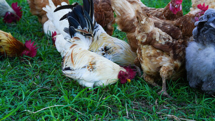 Beautiful colorful chickens are walking in the grass.