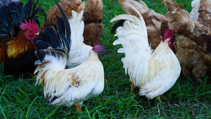 Beautiful colorful chickens are walking in the grass.