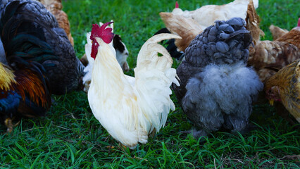 Beautiful colorful chickens are walking in the grass.